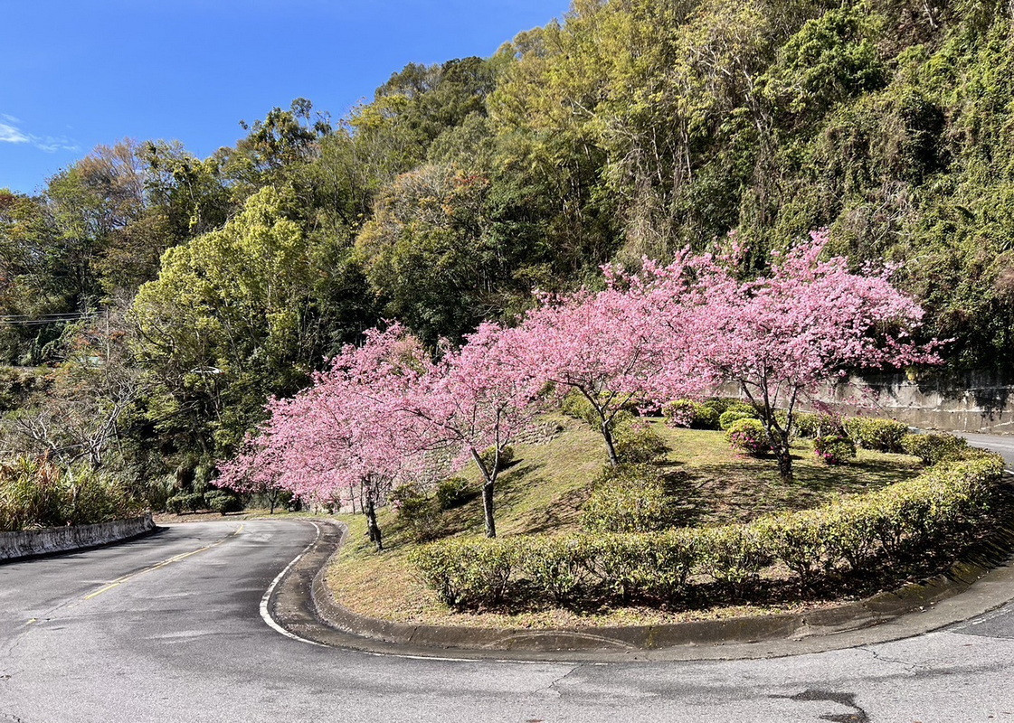 跟著賞櫻地圖慢遊北橫,粉色花海一路綻放至3月底。(去年2/20-3/9櫻花照)<br /><br />