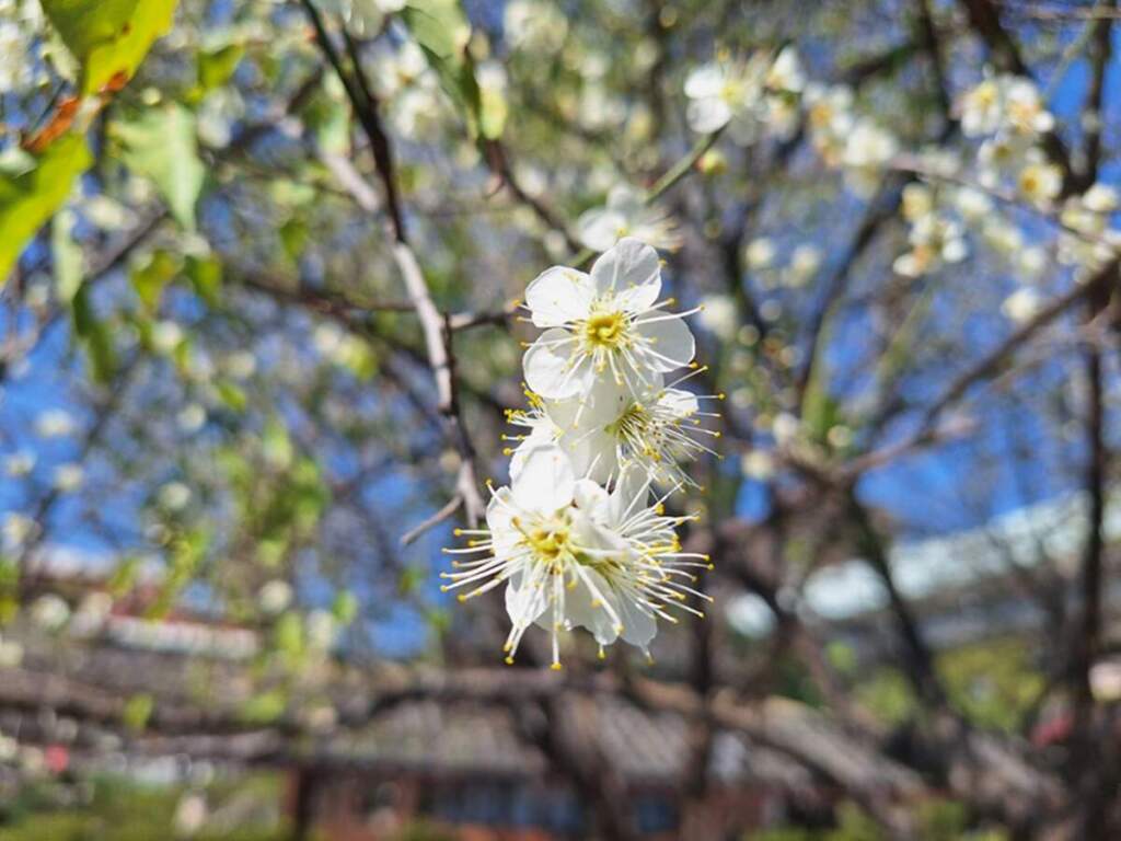 ▲梅花姿態悠雅而芬芳。
