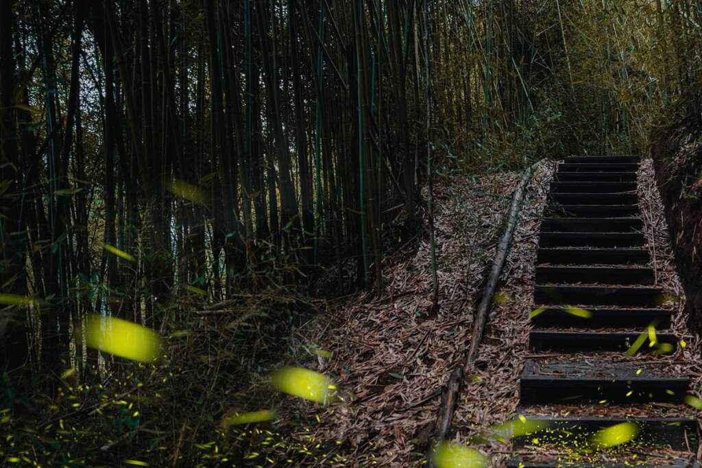 ▲瑞里村景觀步道改善榮獲公共工程金質獎，瑞里社區位於梅山鄉山區，自然與人文資源豐富，以每年春季盛開的紫藤花海聞名，全年度亦擁有賞螢、觀星、茶園體驗等多元遊憩特色。