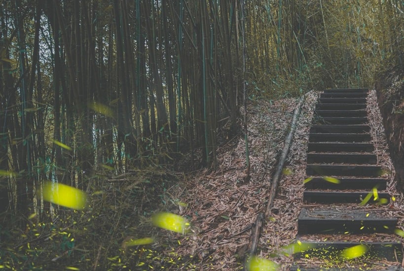 ▲步道串聯周邊生態流螢及四季茶旅等文化產業,打造新興旅遊體驗。