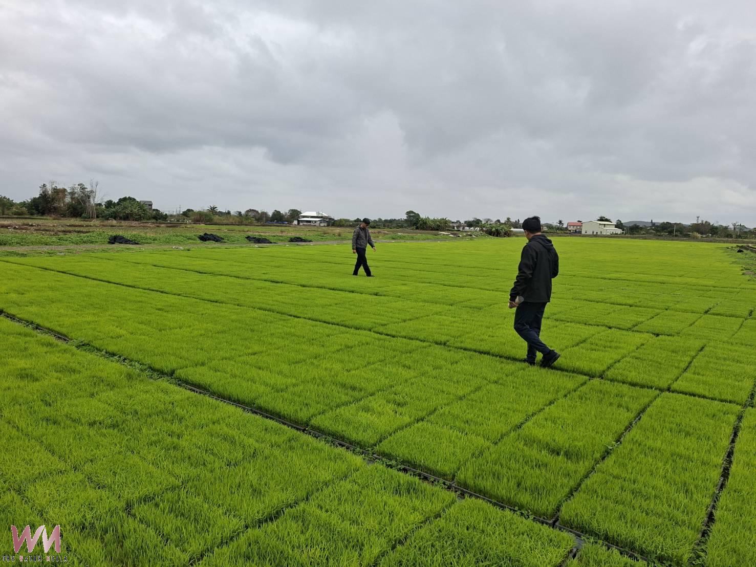 花蓮縣政府現勘吉安鄉秧苗低溫災損　將爭取天然災害現金救助
