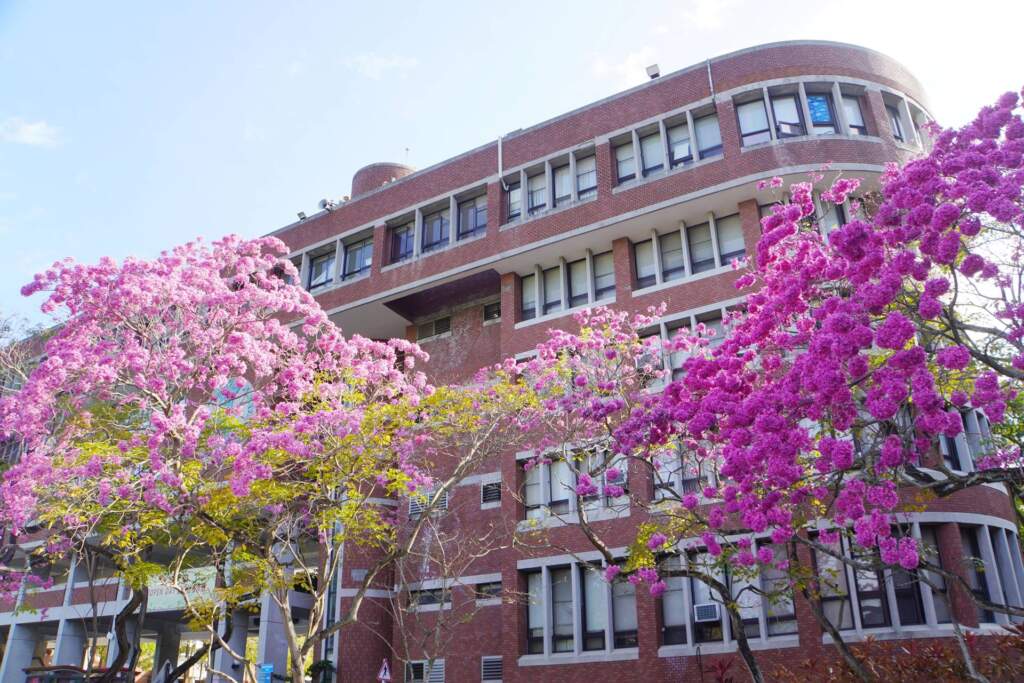 ▲大葉大學貴賓停車場有一排紅花風鈴木。（圖／記者林明佑翻攝）