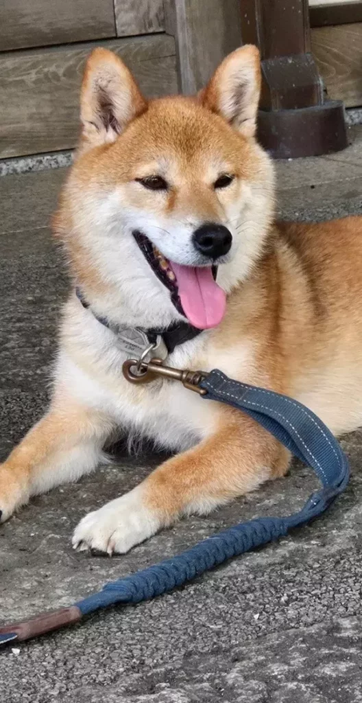 親人的可愛豆柴,以熱情歡迎每位參拜者。©感通寺—柴犬療癒的溫馨悠閒寺院