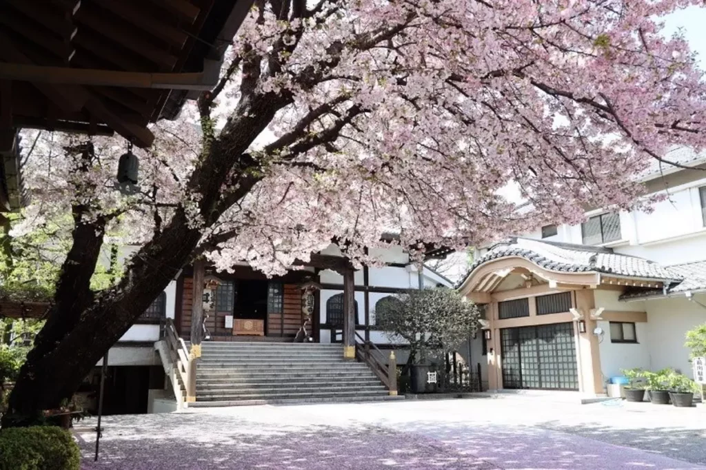 櫻花季節來訪,還可享受感通寺境內美不勝收的風景。©感通寺—柴犬療癒的溫馨悠閒寺院