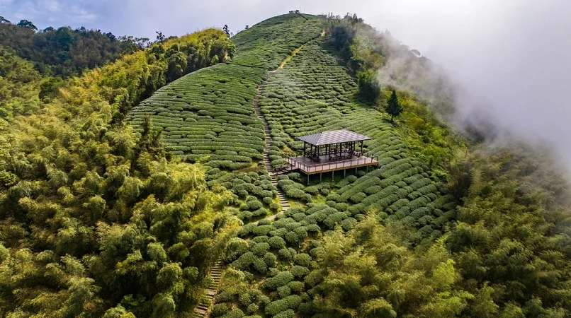 ▲台灣蘊藏好茶,漫步茶園,也來認識台灣茶的深厚底蘊與獨特風味。(嘉義梅山「雲之南道」茶園步道)