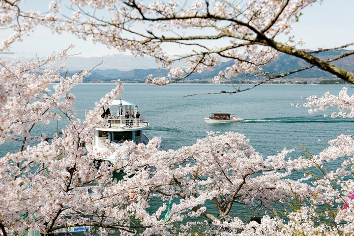 日本的櫻花季即將到來,現在安排賞櫻行程正是時候! 圖:近江鐵道集團/提供