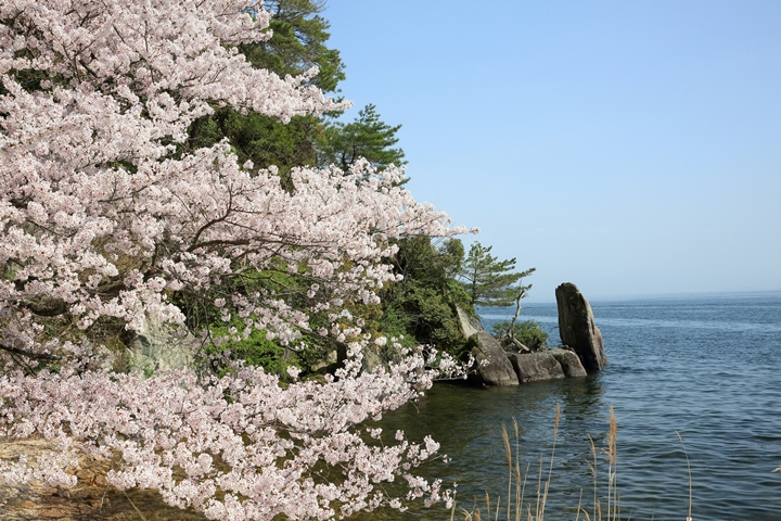 日本滋賀賞櫻渡輪 3/28~4/15期間限定登場