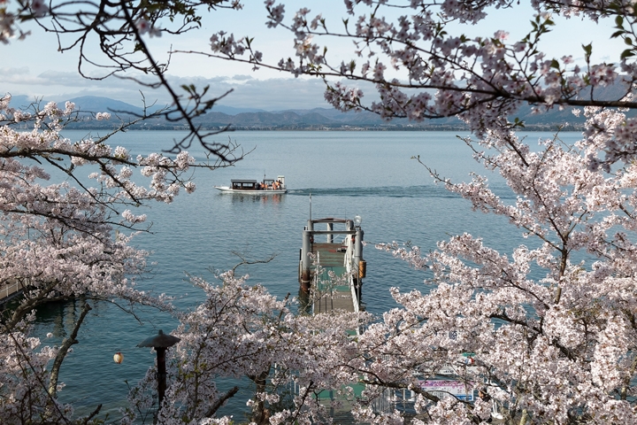 日本滋賀賞櫻渡輪 3/28~4/15期間限定登場