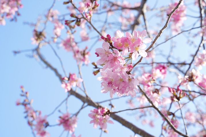 北橫櫻花季即將啟動。 圖:桃園市政府/提供