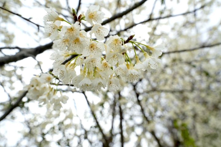 浪漫北橫櫻花季即將啟動!跟著「2026櫻花散步地圖」賞櫻去