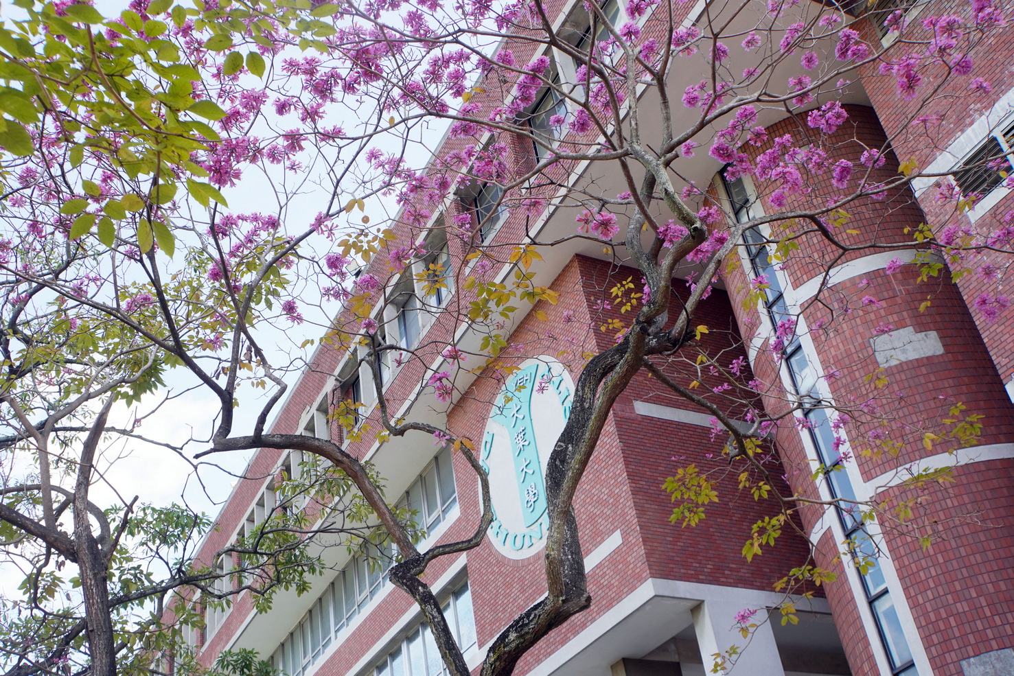 隱藏版校園秘境!大葉大學紅花風鈴木悄悄盛開 - https://www.watchmedia01.com