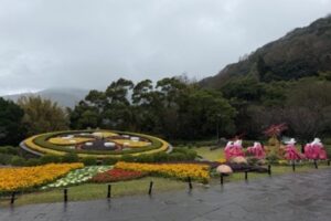 陽明山花季2月5日盛大開幕 北投警公布交管攻略 搭公車賞櫻最愜意 41 MEITU 20260204 125432345 300x200 1