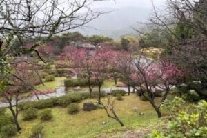 陽明山花季2月5日盛大開幕 北投警公布交管攻略 搭公車賞櫻最愜意 44 MEITU 20260204 125616784 300x200 1
