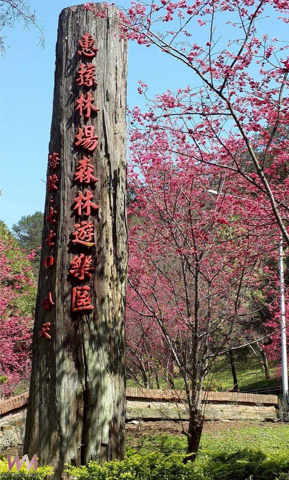 春節走春好去處　惠蓀林場櫻花綻放 步道入榜全台熱搜　 - https://www.watchmedia01.com