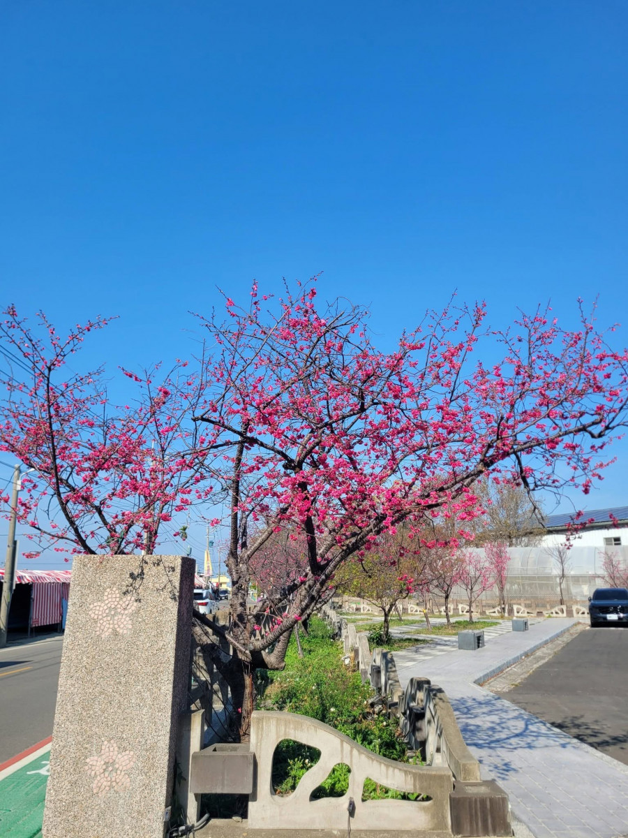 泰安派出所旁櫻花花況