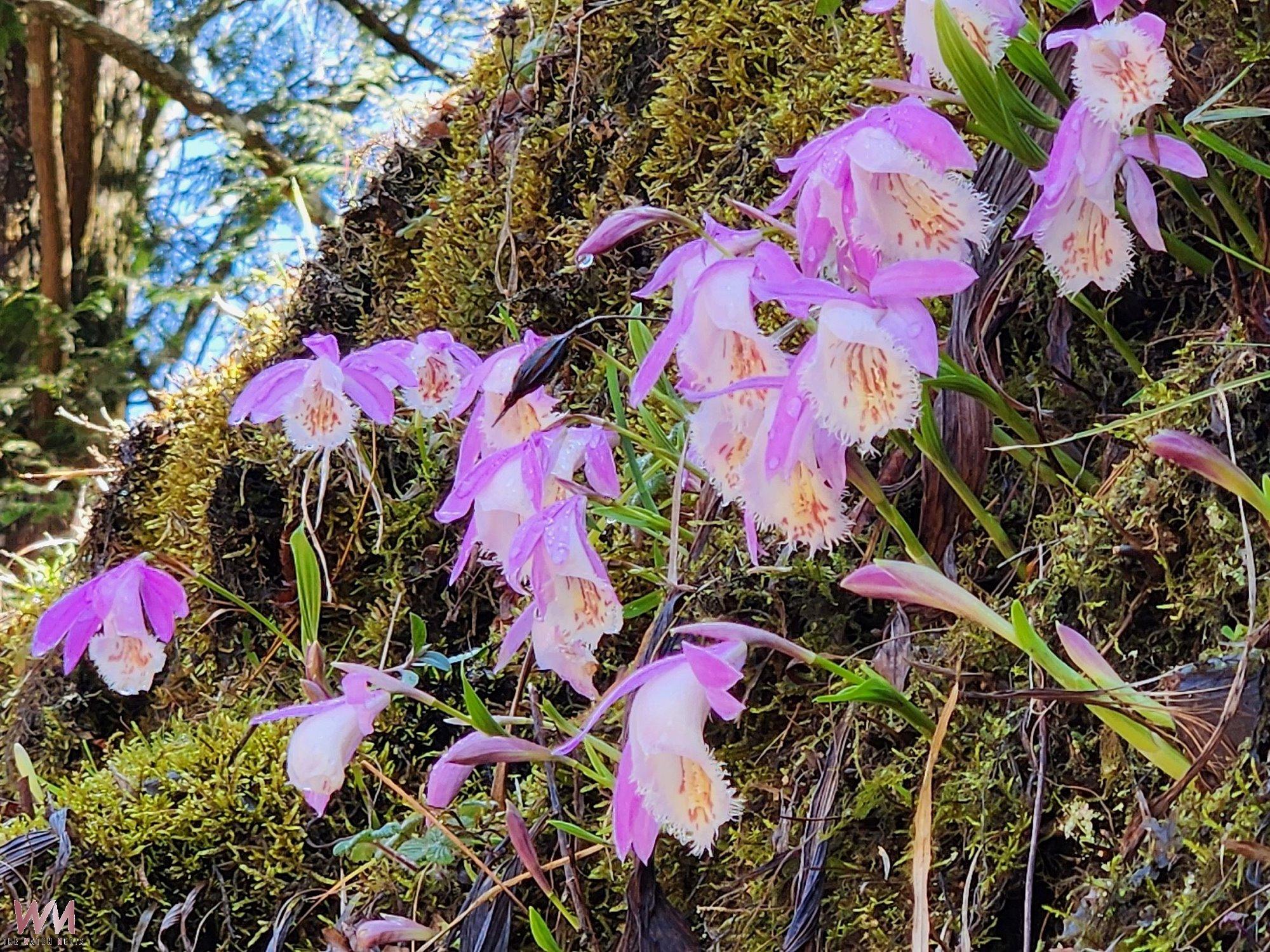 面具藝術展開櫻與音對話 揭開今年阿里山花季序幕 - https://www.watchmedia01.com