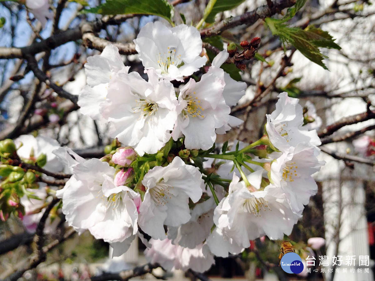 桃園市八德區瑞源街吉野櫻即將盛開 花期至四月中旬民眾把最後賞櫻機會