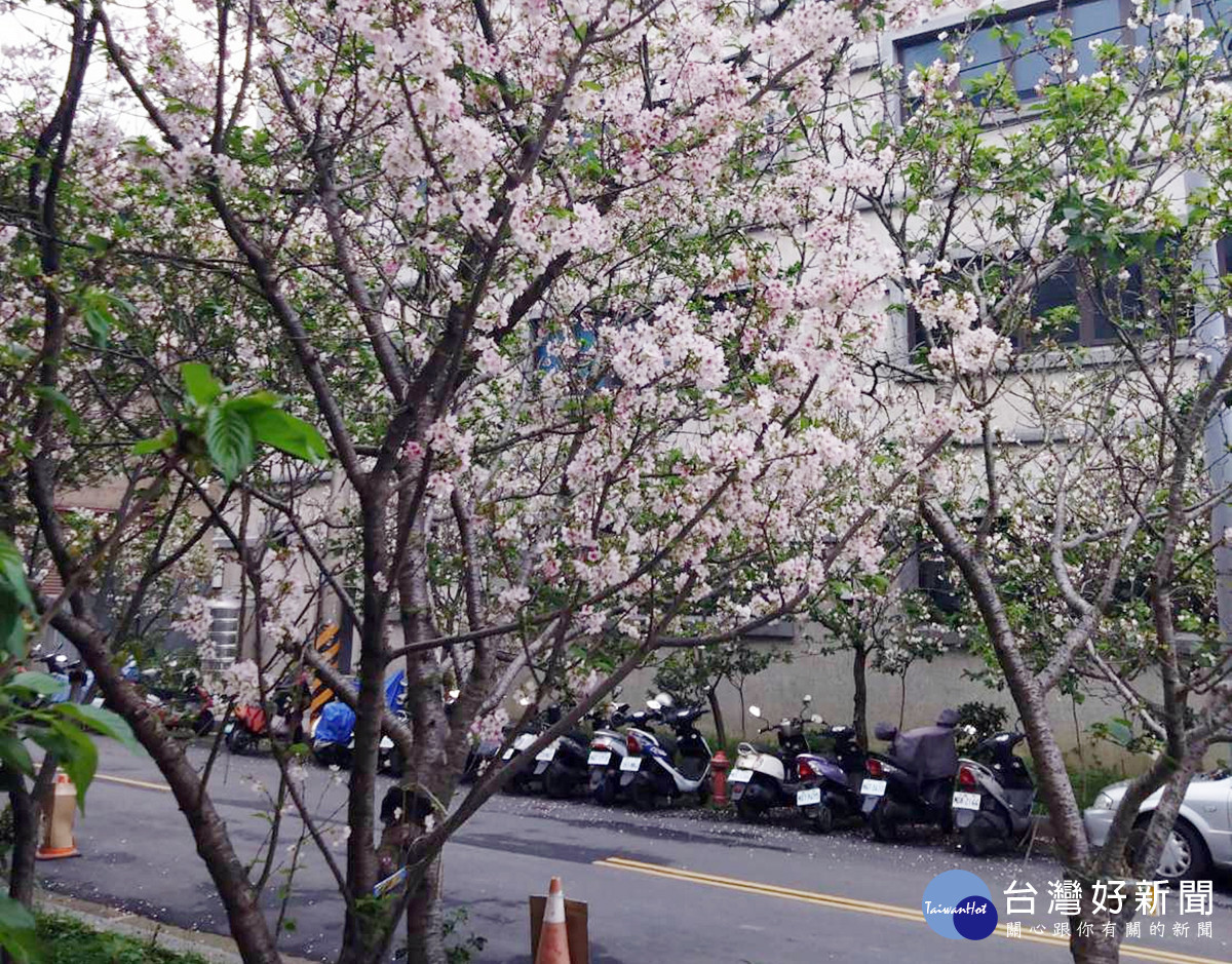 桃園市八德區瑞源街吉野櫻即將盛開 花期至四月中旬民眾把最後賞櫻機會
