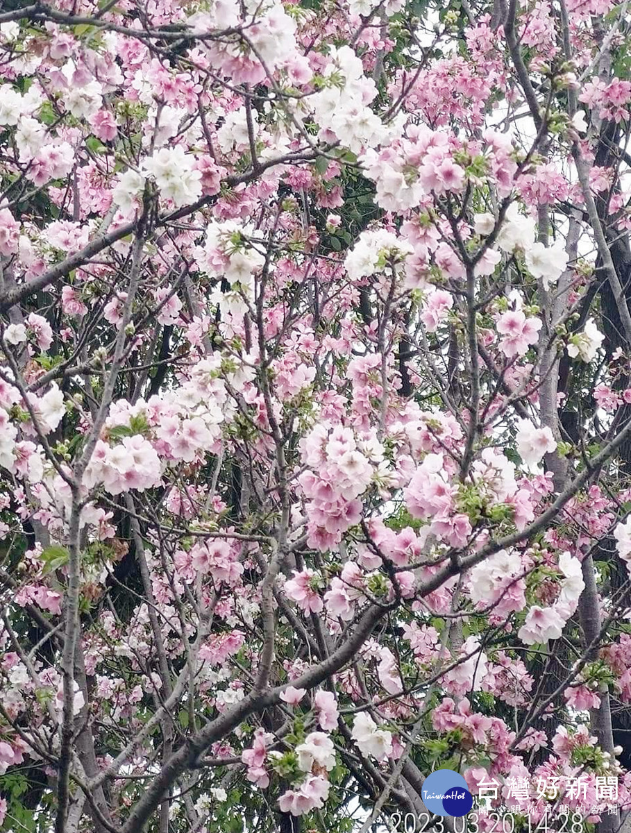 桃園市八德區瑞源街吉野櫻即將盛開 花期至四月中旬民眾把最後賞櫻機會