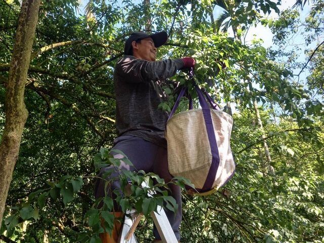 沐果果園人工手採，不落地、不碰傷，梅子品質優