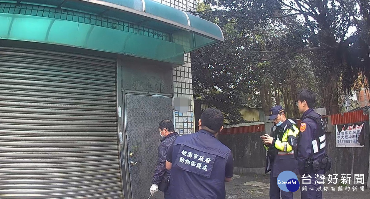 桃市府動保處破獲非法繁殖場所，成功救出34隻健康狀況不佳之緬因貓。