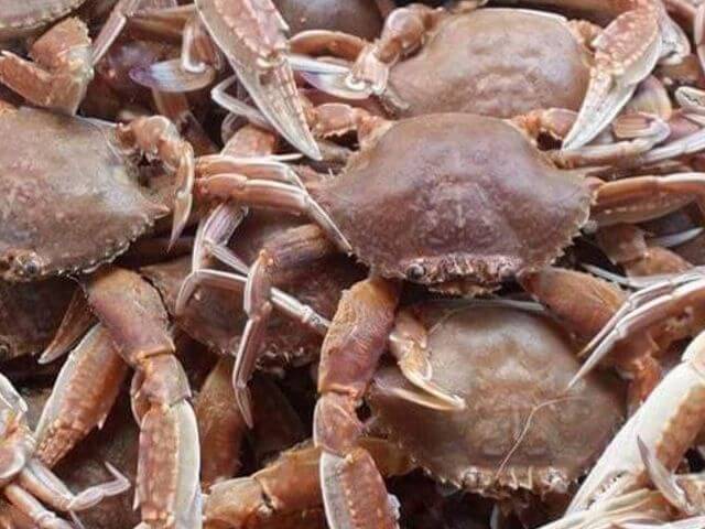澎湖秋季海鮮：秋蟹（扁蟹與三點蟹）
