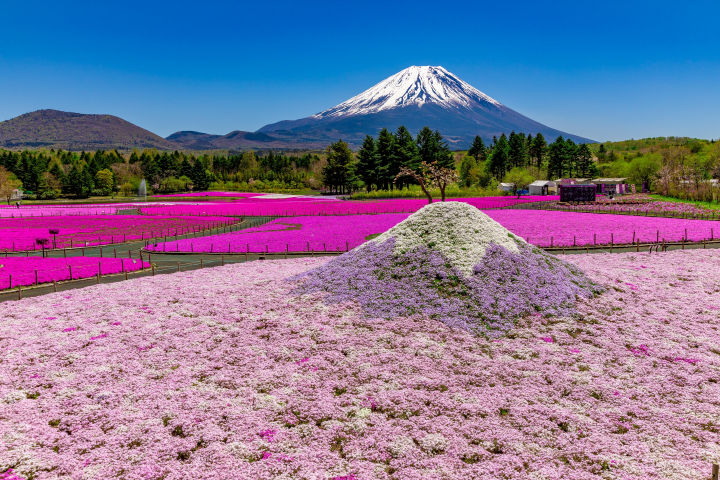 盛開的粉紅與紫色花海與遠方的富士山相映襯。 圖:富士急行/提供