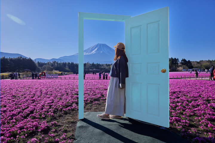 富士芝櫻祭4/11夢幻開幕!50萬株粉紅地毯繡球花齊盛開