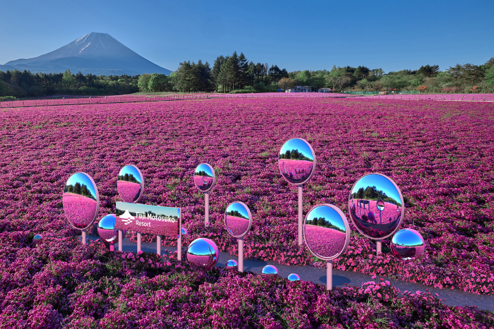 富士芝櫻祭4/11夢幻開幕!50萬株粉紅地毯繡球花齊盛開