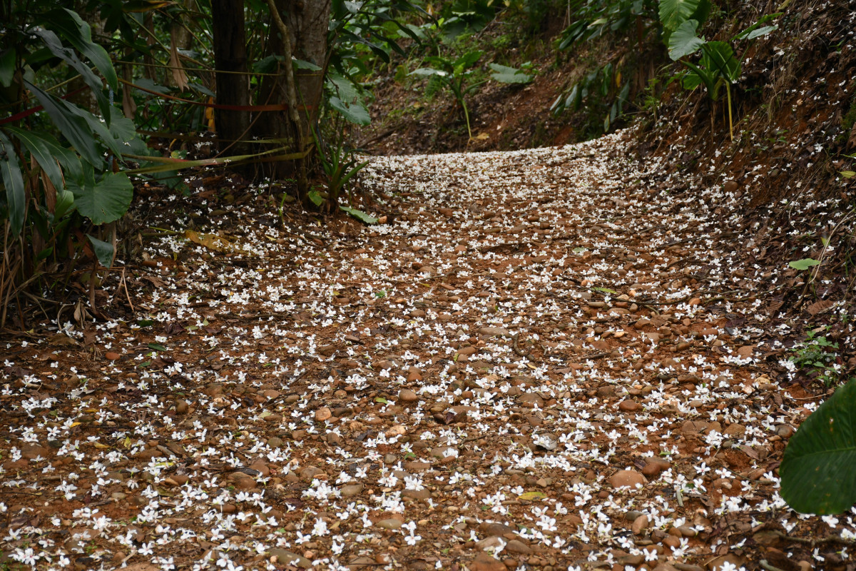 福田賞桐生態園區內的桐花飄落滿地蔚為美景。圖／彰化市公所提供