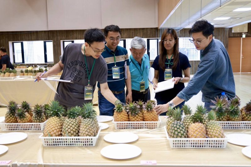 115年屏東優質金鑽鳳梨評鑑揭曉 林舜英摘冠 以18.6度榮登甜度王
