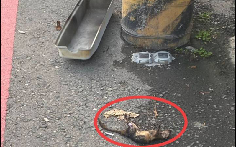 ▲松鼠碰觸電桿避雷器引起跳。（圖/台電鳳山區處提供）