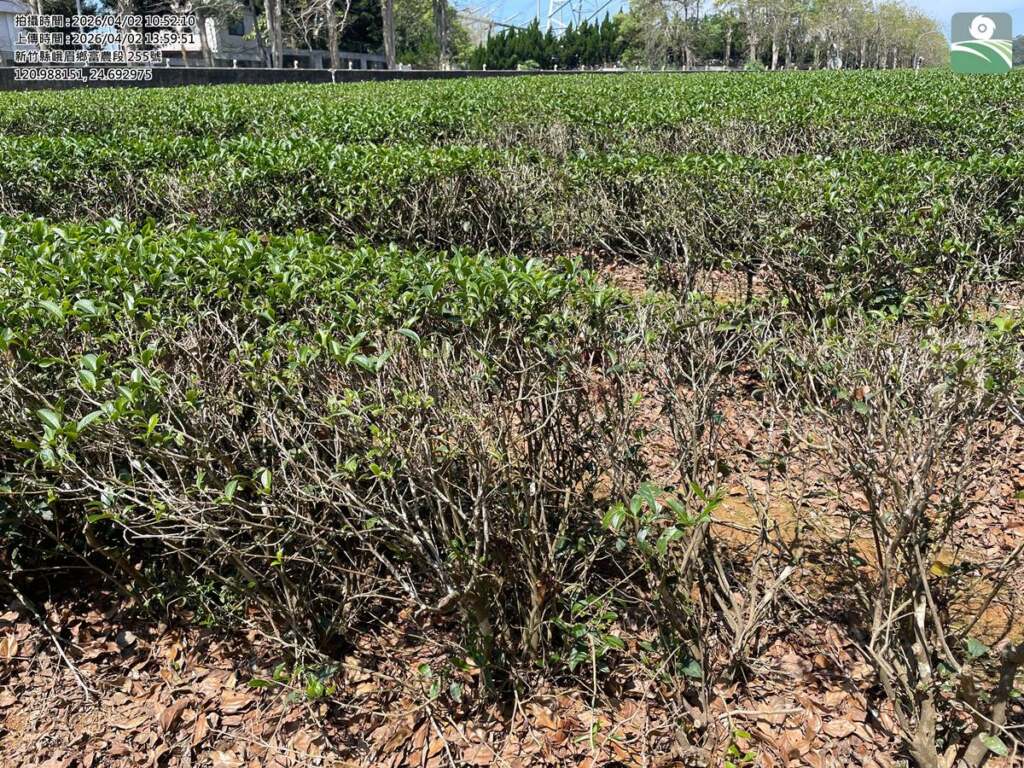 ▲公告新竹縣峨眉鄉為辦理茶115年3月乾旱農業天然災害現金救助地區。