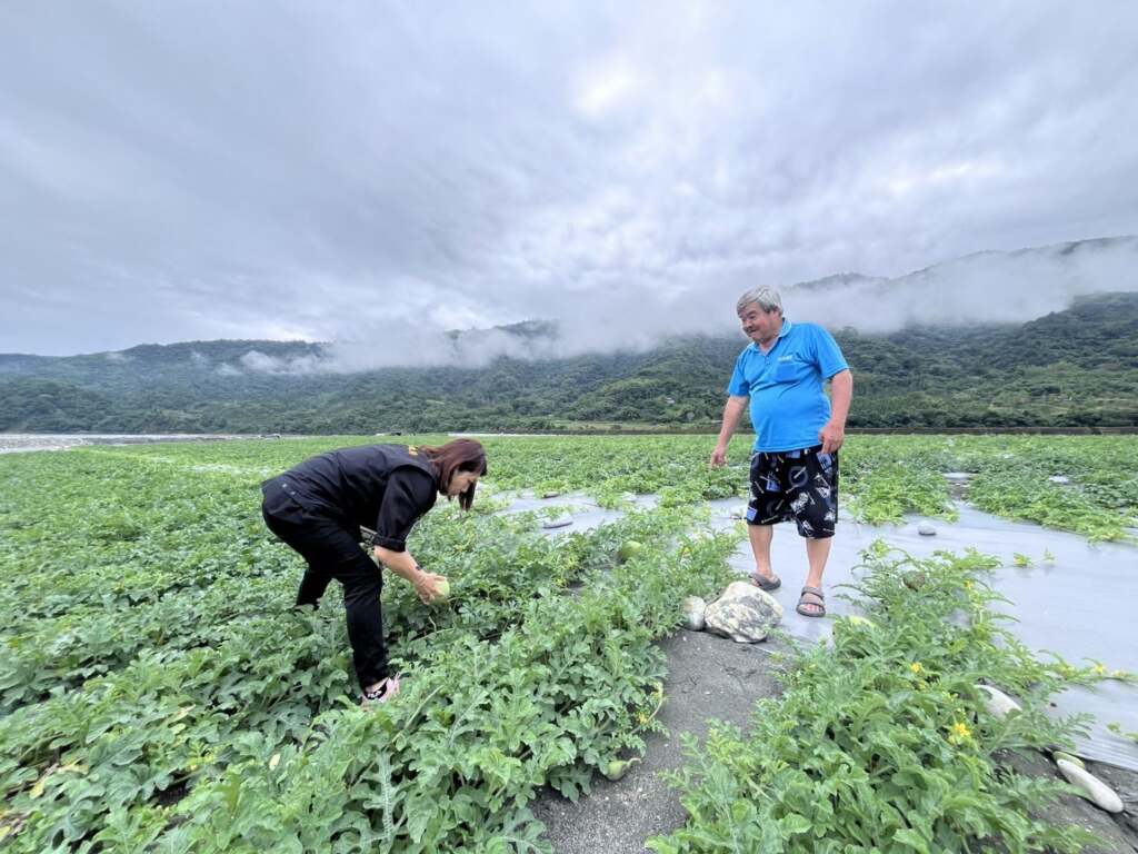 ▲農友指導汰除瓜藤中不需保留的小果。