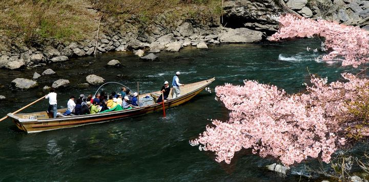 晚櫻帶動國內.外春季旅遊 最高折1,111元!「粉紅超跑」白沙屯媽祖進香、基隆嶼、海芋季登場
