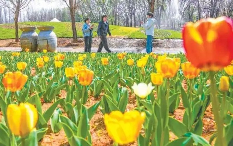 北京鬱金香文化節開幕  百萬花海迎春吸客