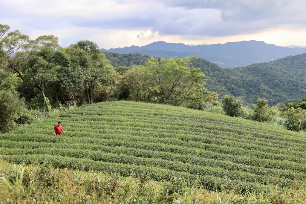 天然茶莊-尋找包種茶故鄉限定團(位於南港與汐止交界，舊名「大坑」之處，山下就是繁華的南港科技園區，但依舊保持著寧靜與傳統)