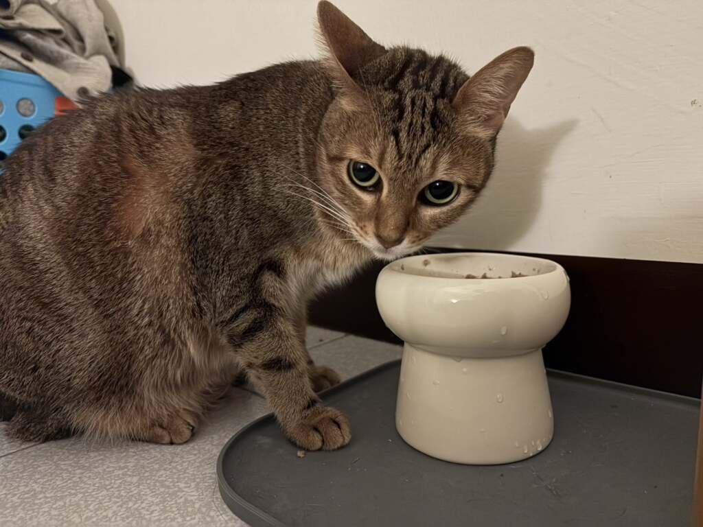 ▲喵星人吃得意猶未盡。