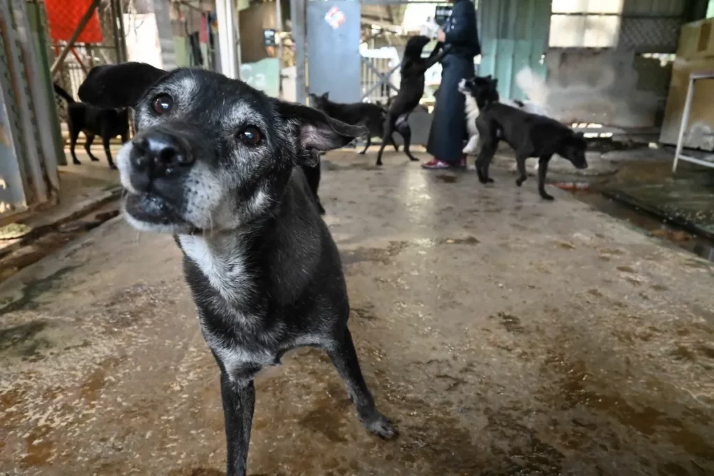 台灣瑪氏號召員工前往八里動物救援保育場擔任志工,實際陪伴等家毛孩,落實對寵物福祉的長期承諾。