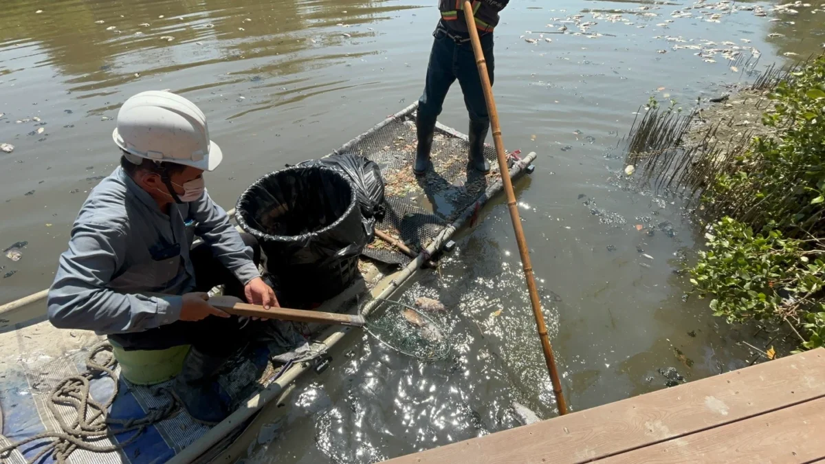 公園處人員出動船隻打撈魚屍。（圖／公園處提供）