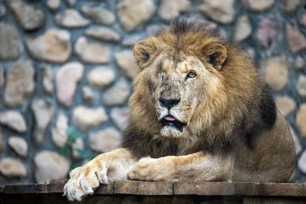 ▲壽山動物園非洲獅「二哥」高齡辭世,23載生命旅程圓滿謝幕。