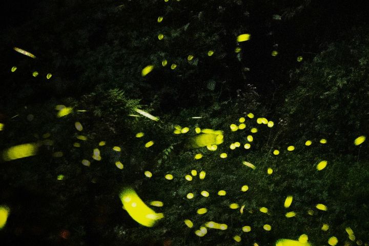 遊客跟著螢光感受最夢幻的北橫夜晚。 圖:桃園市政府風景區管理處/提供