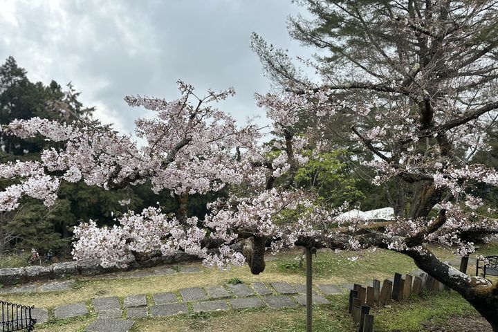 迎夏入山/阿里山賓館重磅推出「高山之巔頂級套房」