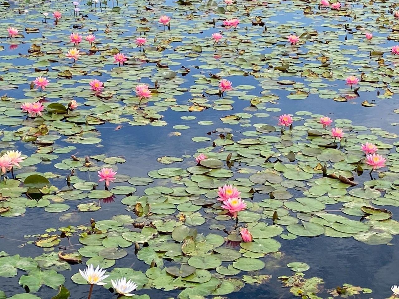 城市裡的世外桃源！　台中后里17公頃綠地變身「天鵝湖」，賞花踏青一次滿足