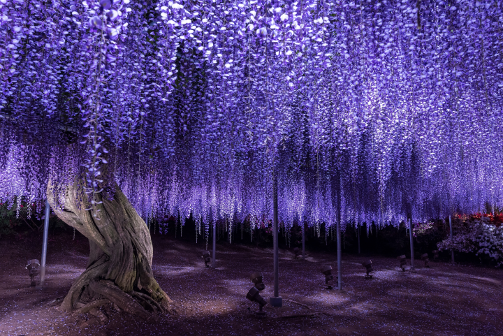日本栃木縣足利花卉公園「大藤祭」提早迎來花期 日夜景觀雙重看點