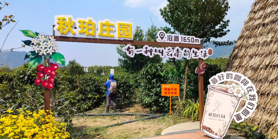 ▲「情牽兩岸·滇台同行」台青到滄源縣的秋珀咖啡莊園。
