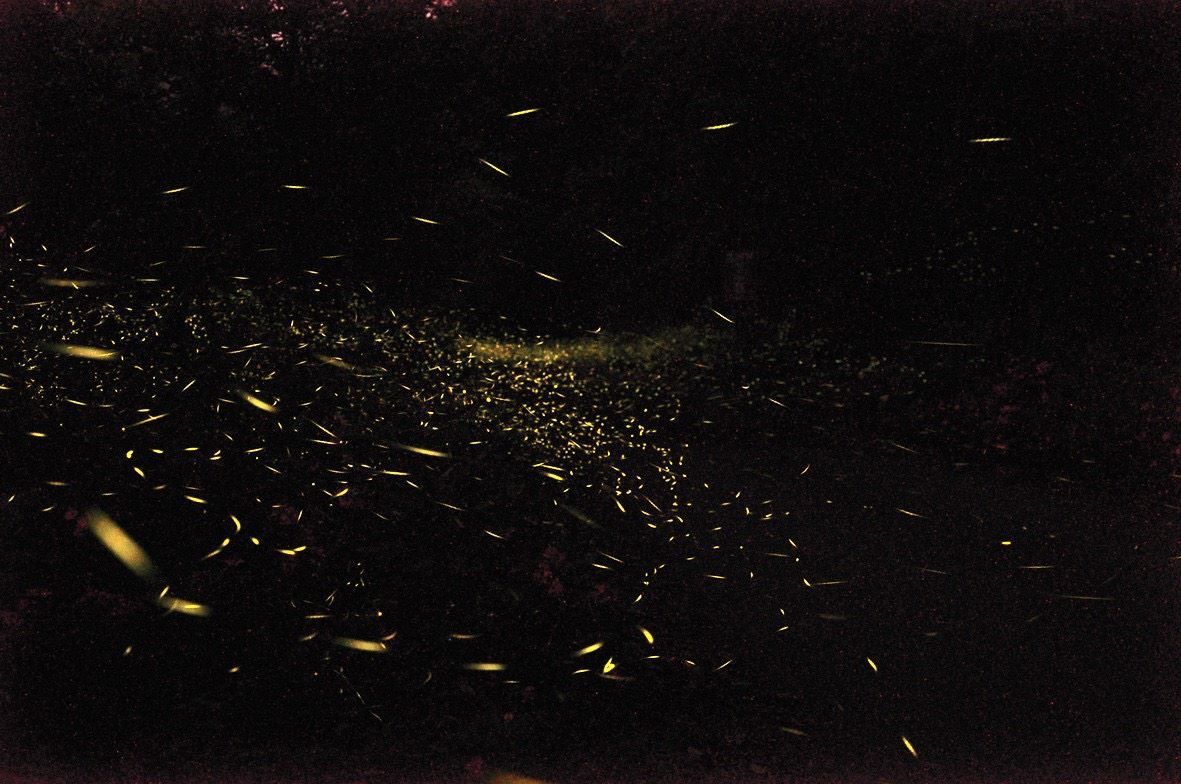 山裡藏了一片銀河! 桃園北橫變身流動星河