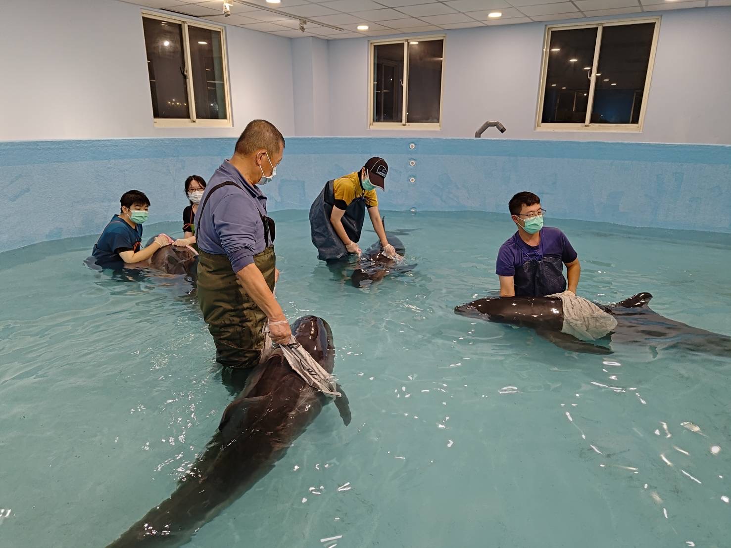 母親節前夕最動人的鯨豚救援  八里擱淺4隻小虎鯨成功野放　懷孕個體平安回歸大海