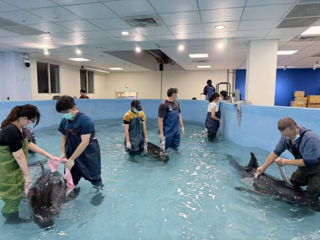 ▲救援團隊協助小虎鯨帶游復健。