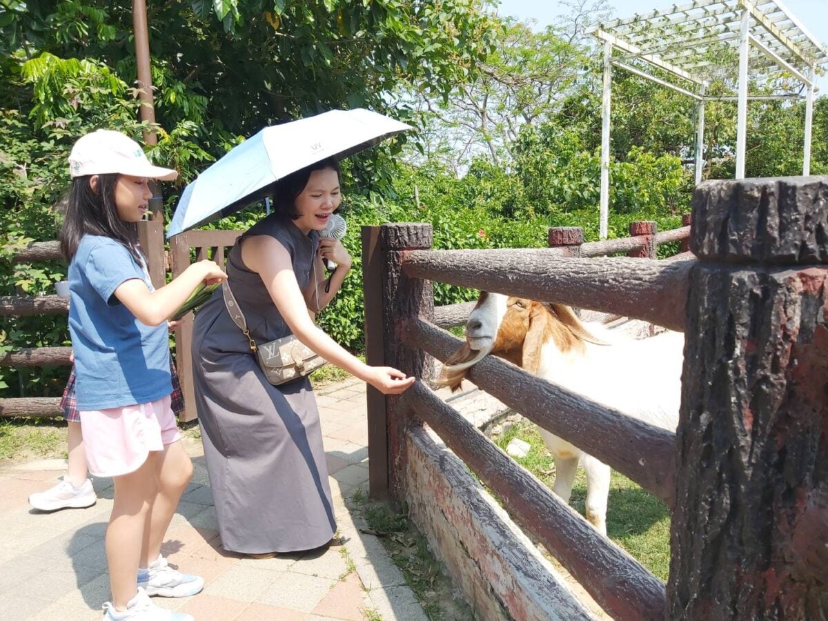 ▲ 親子與波爾羊互動